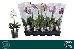 Phalaenopsis Multiflora Mix 4 Colours 12Ø 38cm 1st