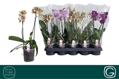 Phalaenopsis Multiflora Mix 4 Colours 12Ø 38cm 2st