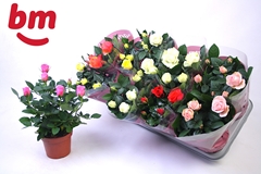 Rosa Beau Monde Mix 12Ø 28cm