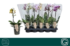 Phalaenopsis Multiflora Mix 4 Colours 12Ø 38cm 2st