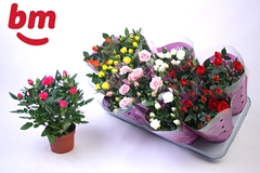 Rosa Beau Monde Mix 10Ø 25cm