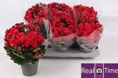 Begonia Double Grace 14Ø 35cm