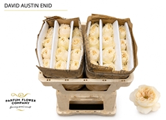 Rosa David Austin Enid 50cm