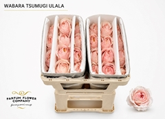 Rosa Wabara Tsumugi Ulala 50cm