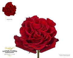 Rosa Garden Wanted 50cm