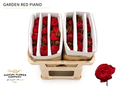 Rosa Garden Red Piano 50cm