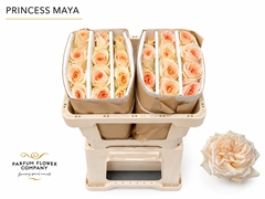 Rosa Garden Princess Maya 50cm