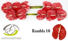 Anthurium Rambla 15cm Hd
