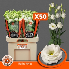 Eustoma Double Rosita White 70cm