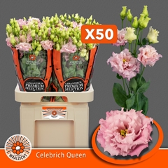 Eustoma Double Celebrich Queen 70cm