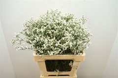 Limonium Sinense China White 60cm 25gr.