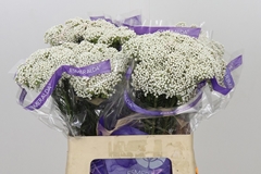 Ozothamnus Cooks Snow White 60cm