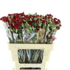 Dianthus Spray Chateau 60cm