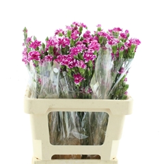 Dianthus Star Fruity Tessino 60cm
