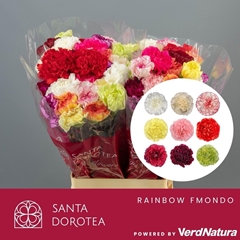Dianthus Single Mix Per Bunch 65cm