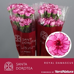 Dianthus Single Royal Damascus 65cm