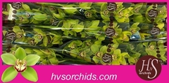 Cymbidium Quinty 60cm