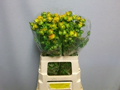 Trollius Juliana 60cm