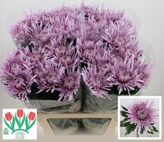 Chrysanth Single Cipria 70cm 105gr.