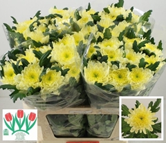 Chrysanth Single Zembla Cream 70cm 90gr.