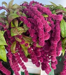 Amaranthus Caudatus Rosary 60cm