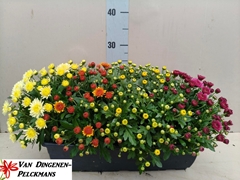 Chrysanthemum Jasoda Mix In Pot 40Ø 40cm