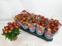 Chrysanth Rainbow Circus 12Ø 26cm