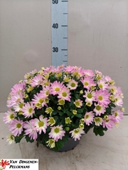 Chrysanth Jasoda Dark Pink 23Ø 35cm
