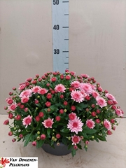 Chrysanth Jasoda Dark Pink 23Ø 35cm
