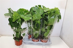 Monstera Deliciosa 17Ø 65cm