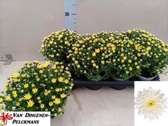 Chrysanth Gardenmumsaic White 12Ø 25cm