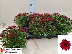 Chrysanth Gardenmumsaic Red 12Ø 25cm