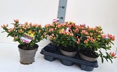 Hypericum Inodorum 13Ø 27cm