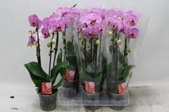 Phalaenopsis Cascade 12Ø 45cm 2st