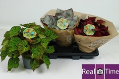 Begonia Leaf Beleaf Mix 17Ø 32cm
