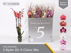 Phalaenopsis Mix 6 Colours 12Ø 80cm 3st