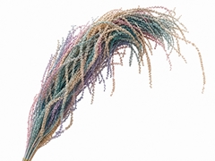 Amaranthus Caudatus Bleached Milka Per Bunch 90cm