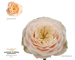 Rosa Darlington 50cm