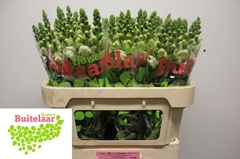Antirrhinum Potomac Ivory White 75cm