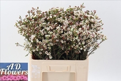 Chamelaucium Liron 60cm 30gr.