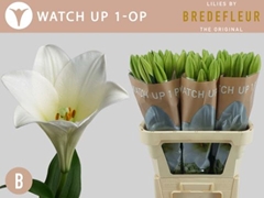 Lily Lf Watch Up 95cm 1+