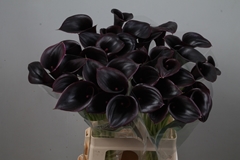 Zantedeschia Cantor 70cm
