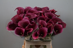 Zantedeschia Captain Promise 65cm