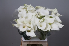 Zantedeschia Captain Ventura 65cm