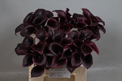 Zantedeschia Cantor 40cm