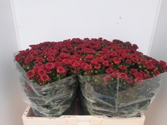 Chrysanth Santini Calimero Red 55cm 40gr.