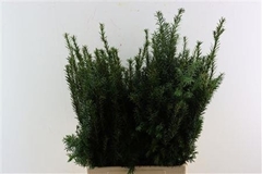 Taxus Baccata Fastigiata 80cm