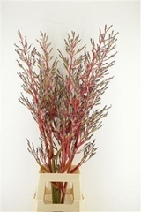 Bromelia Flower 110cm