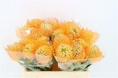 Leucospermum Jelena 35cm