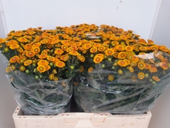 Chrysanth Santini Calimero Yellow 55cm 40gr.